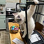 cat, blue_eyes, fluffy, chair, kitchen, counter, candy, bowl, curious, pet, domestic, indoor, stove, cabinet, floor, upside_down, playful, furniture, household, animal