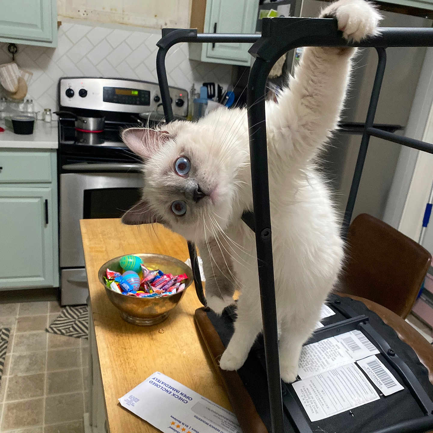 Blue is registered to the contest to win money with this photo: animal, blue_eyes, bowl, cabinet, candy, cat, chair, counter, curious, domestic, floor, fluffy, furniture, household, indoor, kitchen, pet, playful, stove, upside_down
