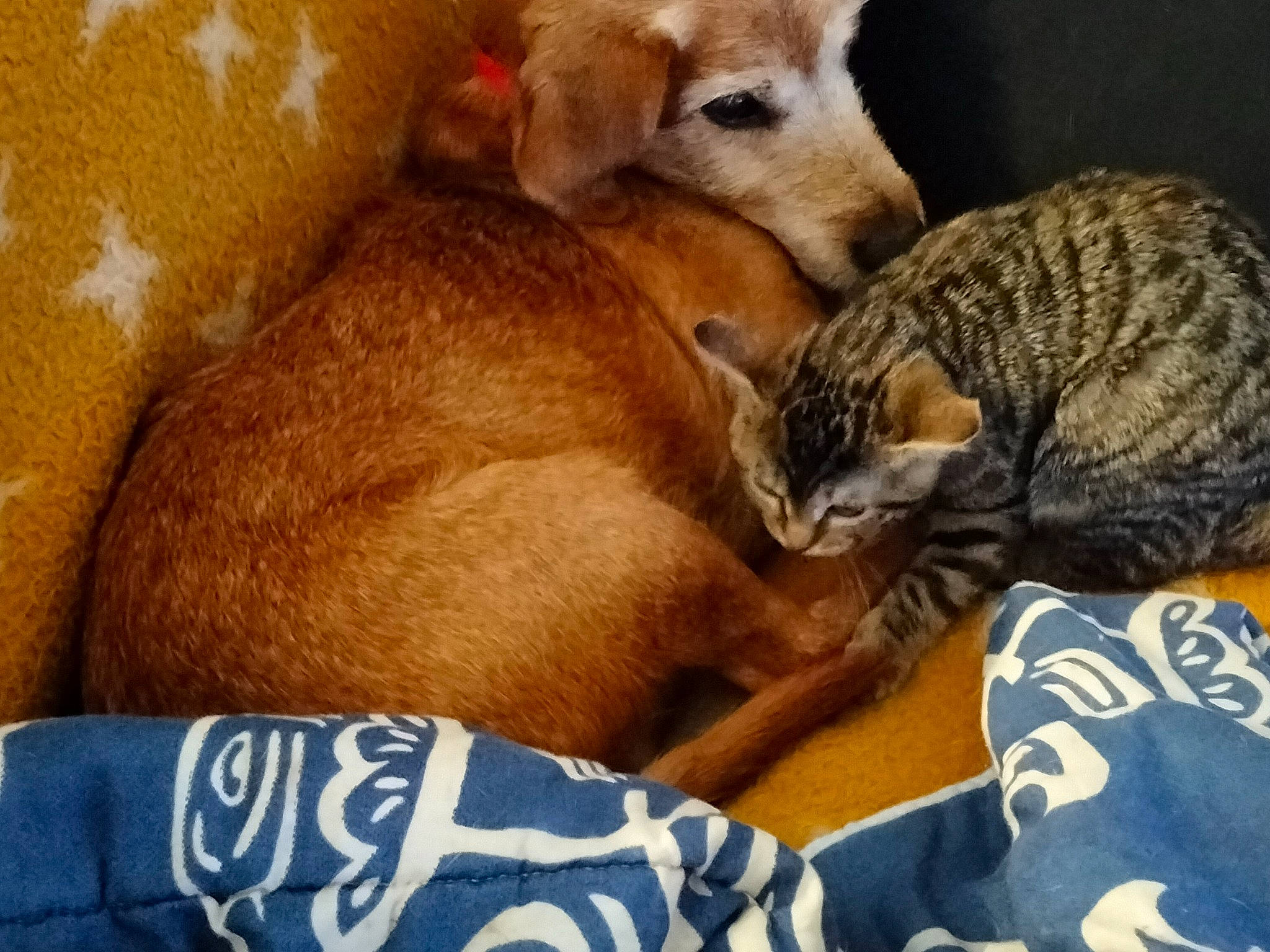 Titi participe au concours pour gagner de l'argent avec cette photo : canidae, carnivore, cat, cat_supply, comfort, companion_dog, dog, dog_breed, domestic_short_haired_cat, fawn, felidae, fur, nap, paw, small_to_medium_sized_cats, snout, tail, terrestrial_animal, whiskers, wildlife