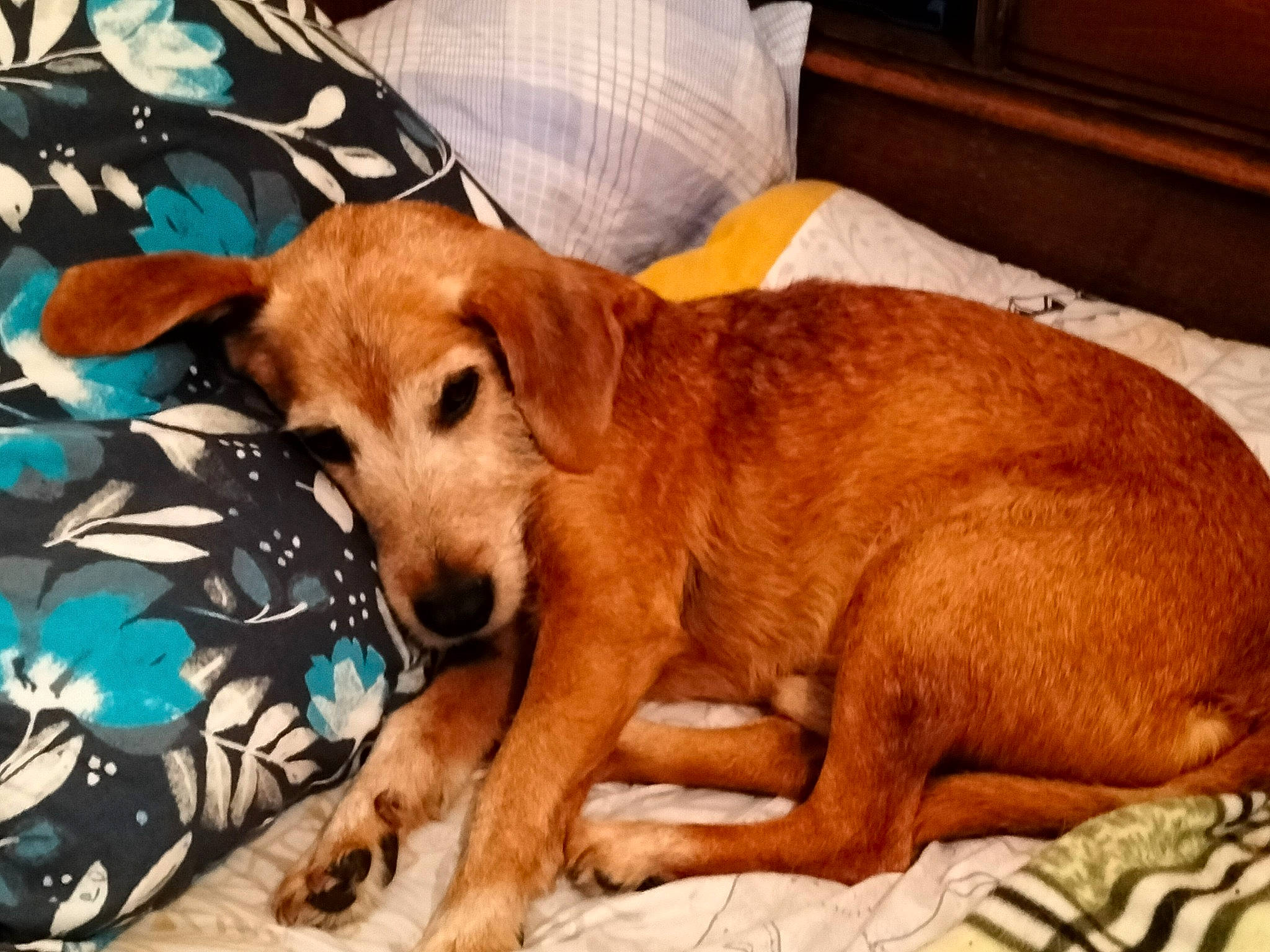 Titi participe au concours pour gagner de l'argent avec cette photo : carnivore, comfort, companion_dog, couch, dog, dog_breed, dog_supply, fawn, flooring, fur, hardwood, linens, paw, sporting_group, tail, terrestrial_animal, whiskers, wood, working_animal