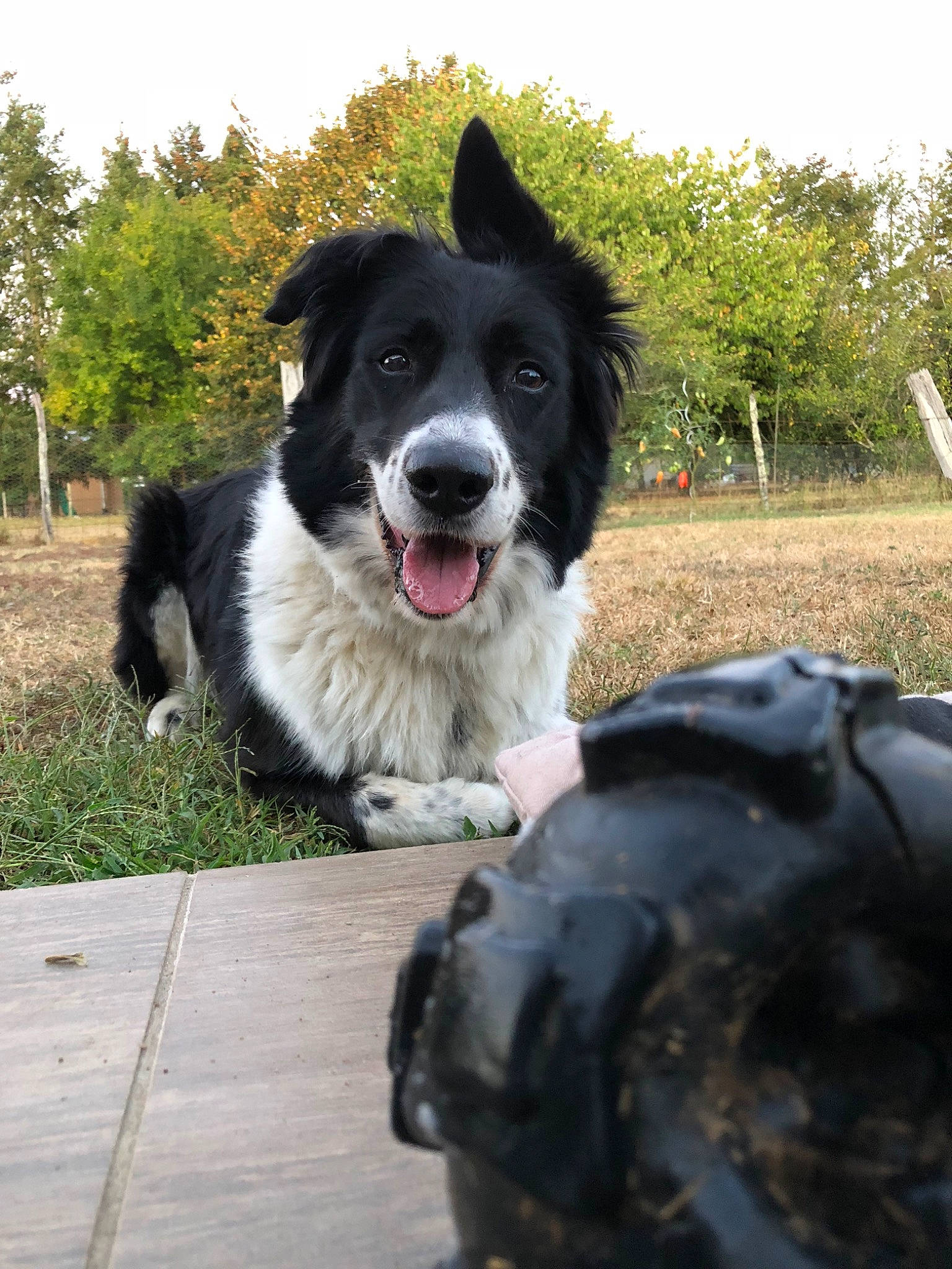 First participe au concours pour gagner de l'argent avec cette photo : australian_collie, borador, border_collie, canidae, carnivore, companion_dog, dog, dog_breed, english_shepherd, herding_dog, mammal, rare_breed_dog, snout, sporting_group, stabyhoun, vertebrate, working_dog
