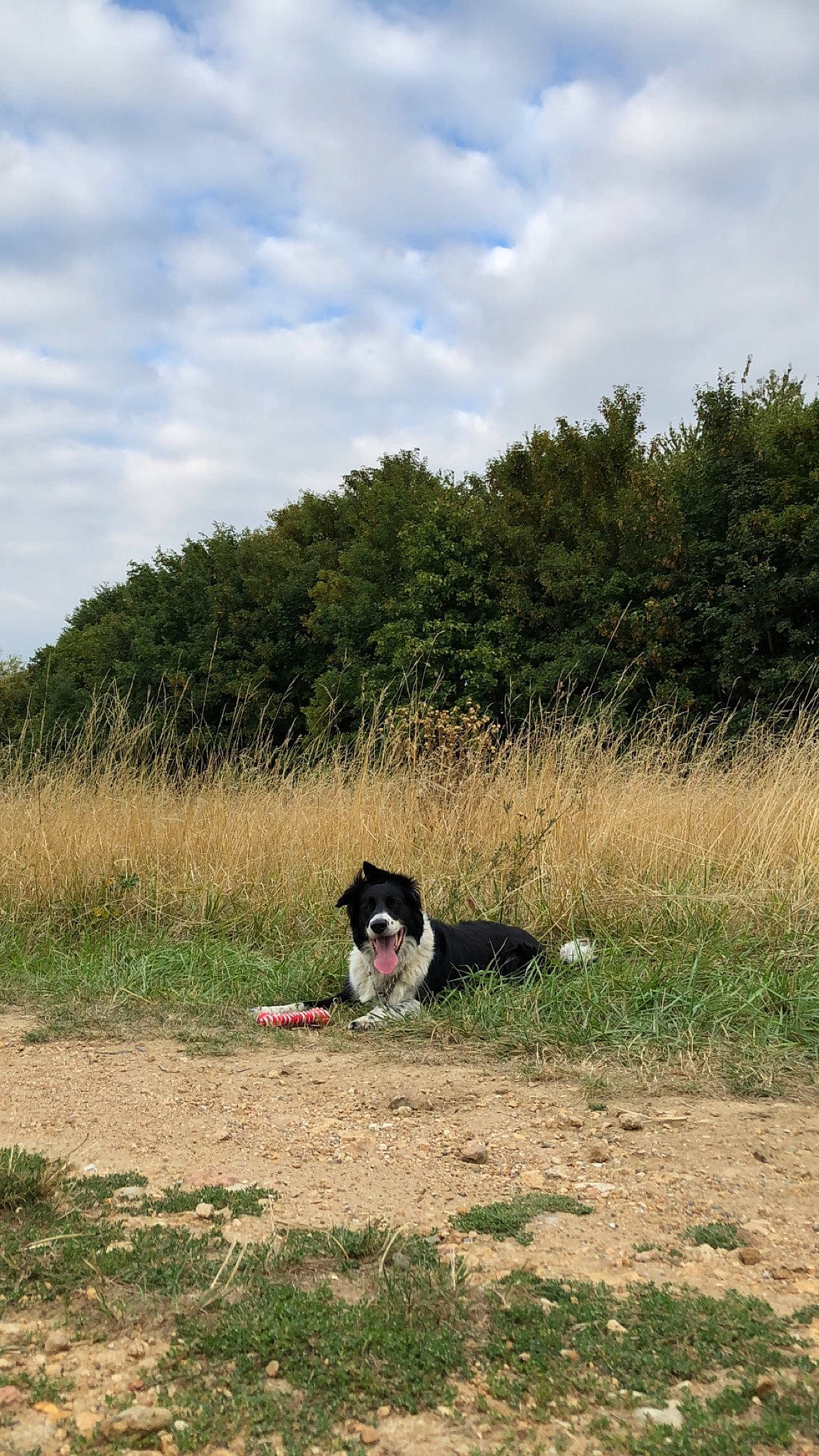 First participe au concours pour gagner de l'argent avec cette photo : border_collie, canidae, carnivore, dog, dog_breed, english_springer_spaniel, grass, grass_family, herding_dog, hunting_dog, karelian_bear_dog, laika, mammal, meadow, pasture, russo_european_laika, shrubland, sporting_group, stabyhoun, tree