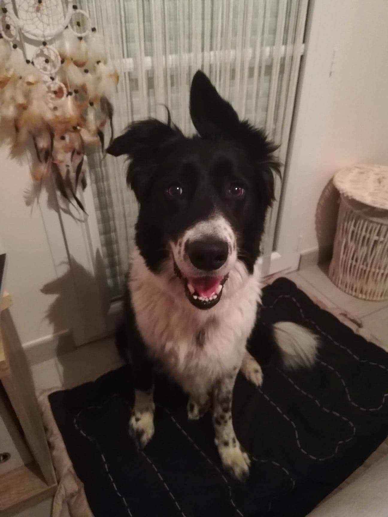 First a rejoint le concours — aidez-le/la à gagner de superbes lots ! border_collie, canidae, carnivore, companion_dog, dog, dog_breed, herding_dog, mammal, puppy, rare_breed_dog, sporting_group, working_dog