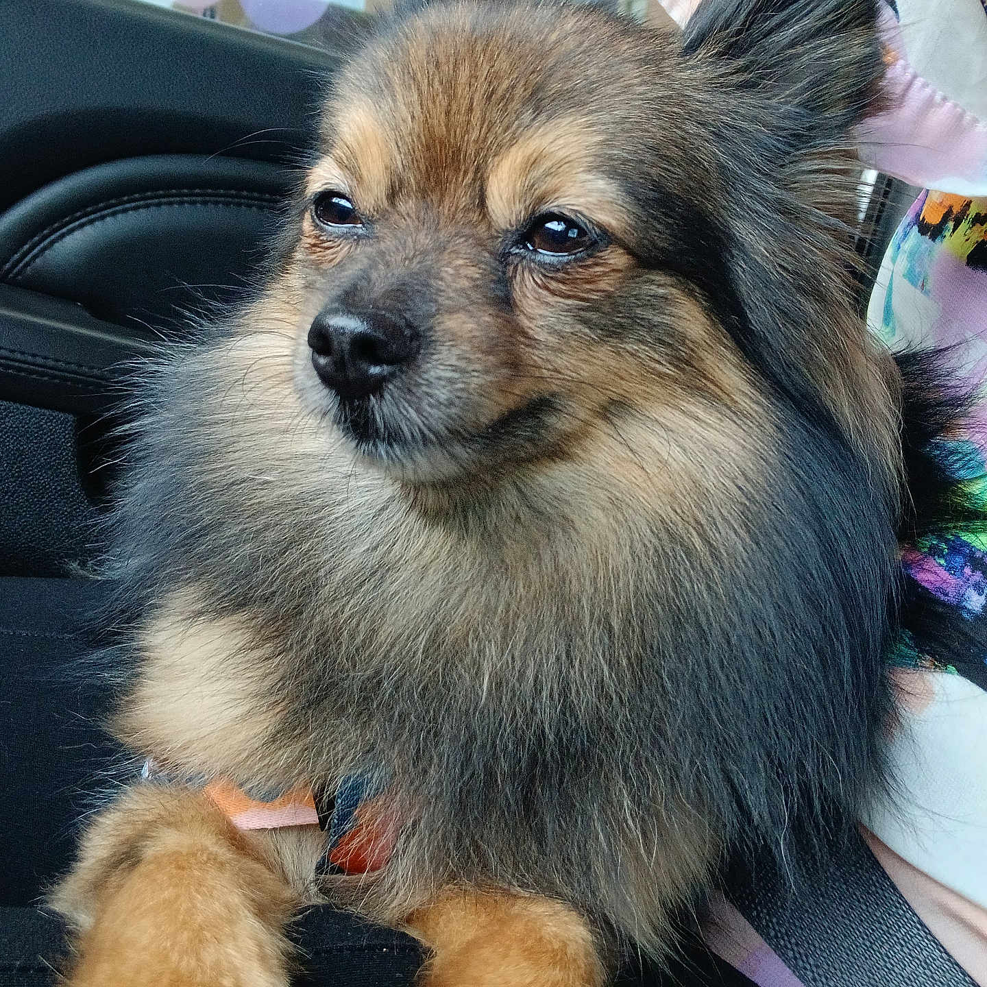 Luna Morales joined the competition — help win amazing prizes! animal, black, brown, canine, car_interior, closeup, companion, dog, domestic_animal, ears, face, fluffy, fur, paws, pet, portrait, reflection, seatbelt, tan, window