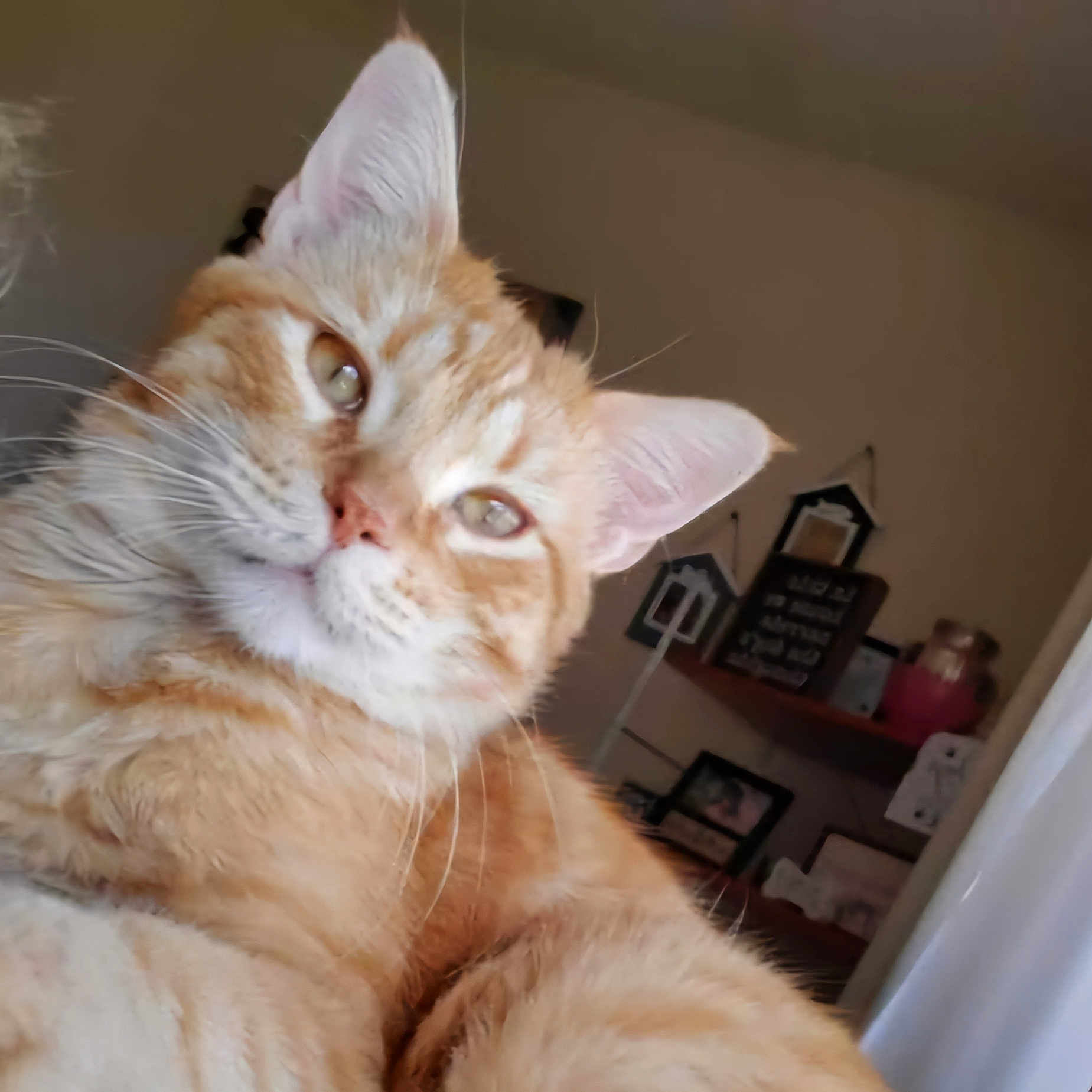 Chester