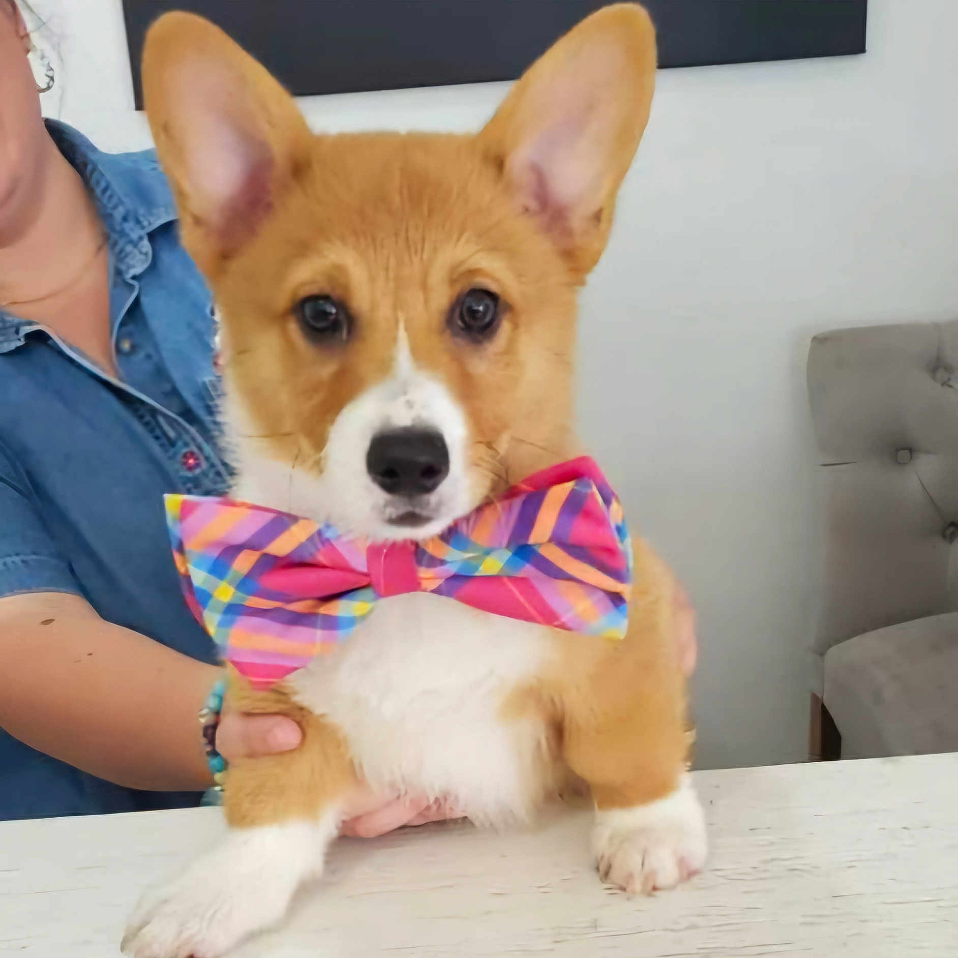 Gilligan is registered to the contest to win money with this photo: accessories, animal, canine, cat, doctor, dog, face, formalwear, happy, head, hound, indoors, interiordesign, kitten, person, pet, puppy, smile, tie, walkingdog