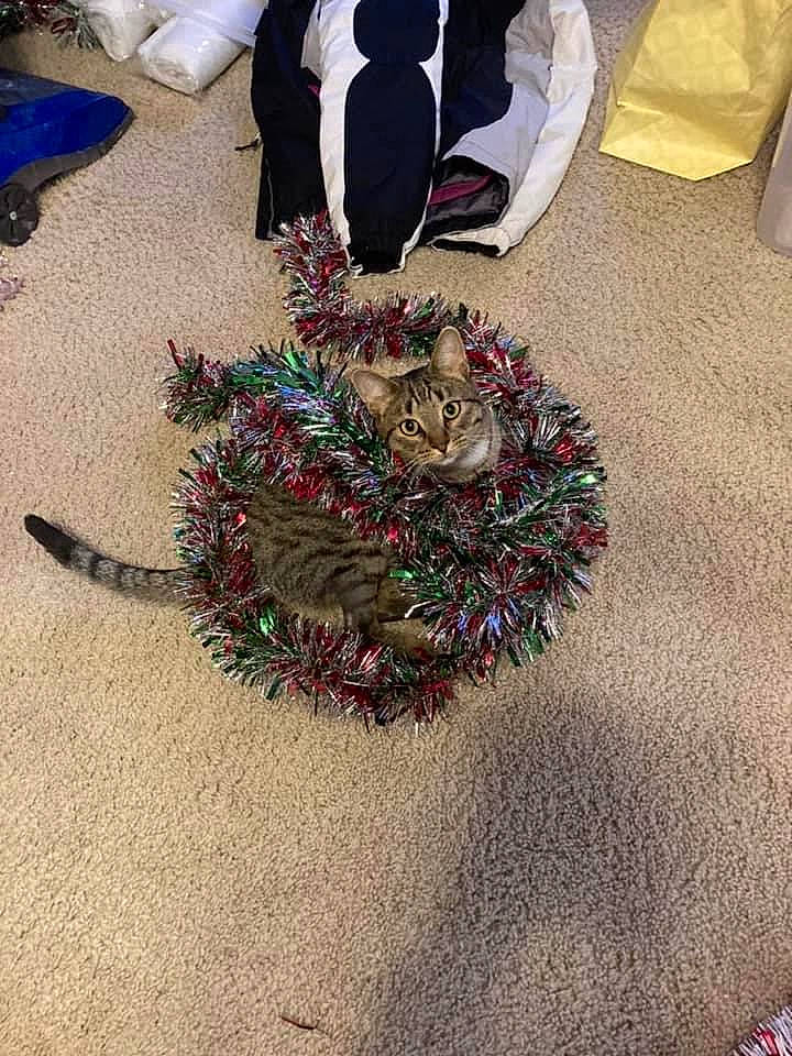 Clark is registered to the contest to win money with this photo: carmine, christmas_decoration, conifer, electric_blue, event, fashion_accessory, fir, flooring, holiday, linens, magenta, natural_material, ornament, petal, pine, shadow, textile, wood