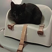 Freya a rejoint le concours — aidez-le/la à gagner de superbes lots ! black_cat, cat, baby_booster_seat, chair, gray_chair, straps, indoor, pet, animal, feline, curled_up, looking_at_camera, home, furniture, wallpaper, decor, seat, resting, domestic_cat, cozy