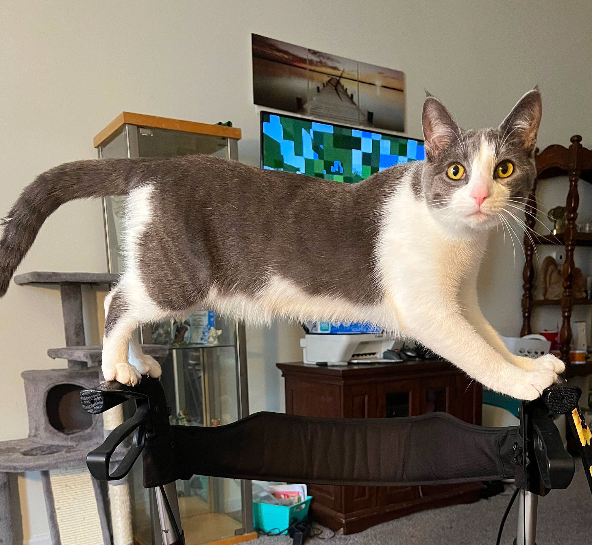 Charlotte is registered to the contest to win money with this photo: bicycle_handlebar, box, carnivore, cat, chair, comfort, domestic_short_haired_cat, felidae, fur, input_device, paw, room, shelf, sitting, small_to_medium_sized_cats, table, tail, whiskers