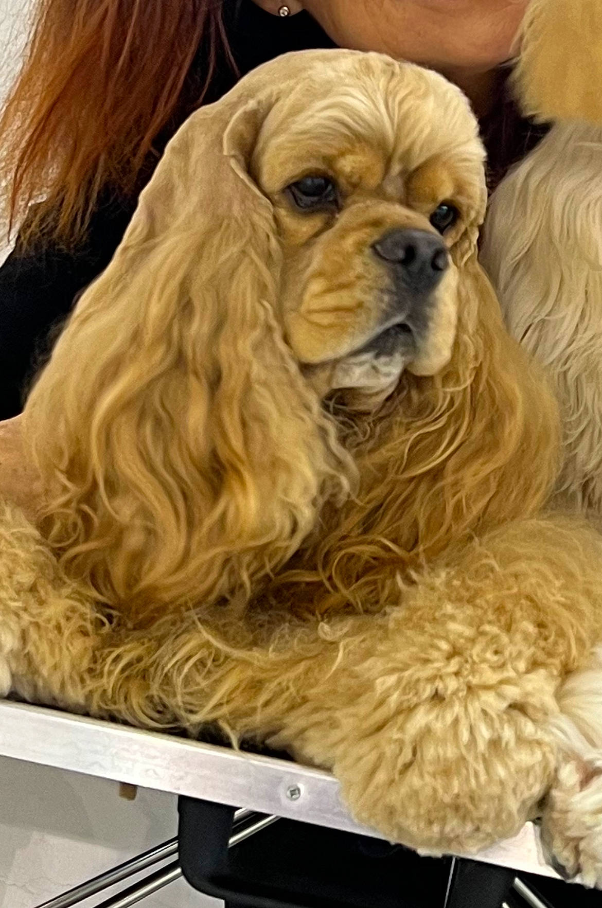 Aslan participe au concours pour gagner de l'argent avec cette photo : ancient_dog_breeds, canidae, carnivore, cocker_spaniel, companion_dog, dog, dog_breed, dog_collar, event, fawn, fur, liver, mammal, snout, sporting_group, toy_dog, wood, working_animal, wrinkle