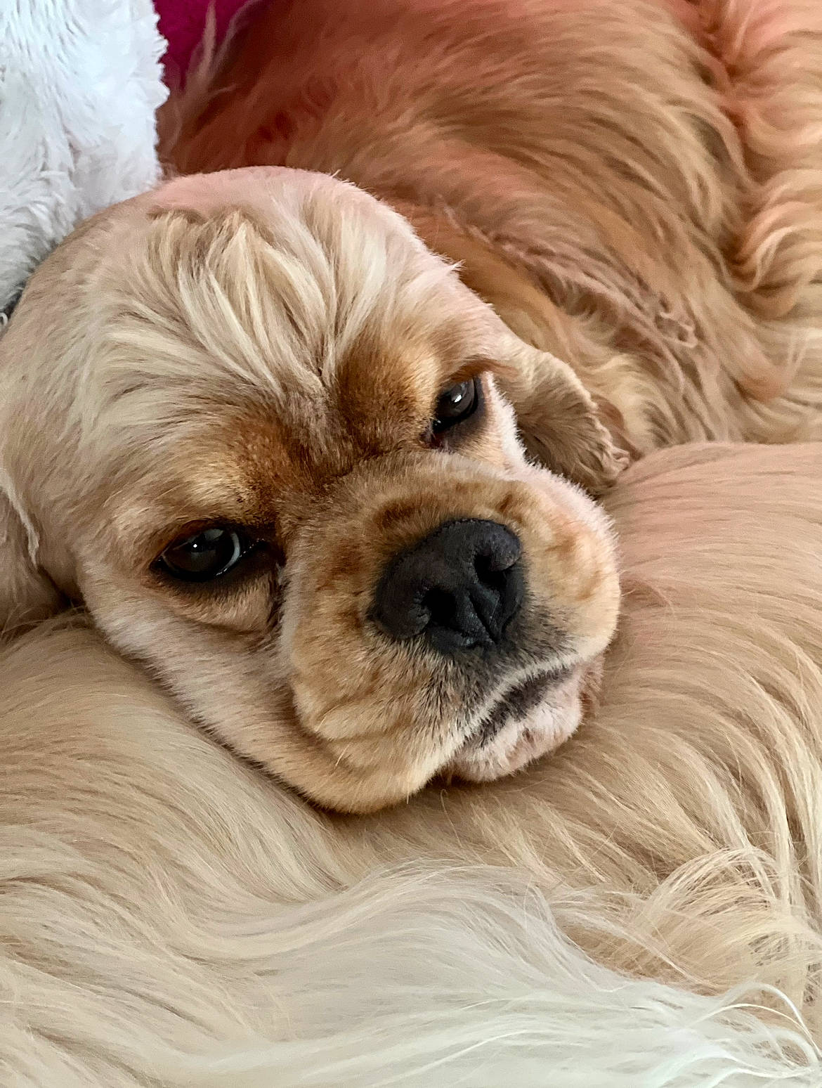 Aslan a rejoint le concours — aidez-le/la à gagner de superbes lots ! canidae, carnivore, companion_dog, dog, dog_breed, dog_supply, fawn, fur, liver, non_sporting_group, puppy, puppy_love, snout, sporting_group, terrestrial_animal, tibetan_spaniel, toy_dog, whiskers, working_animal, wrinkle