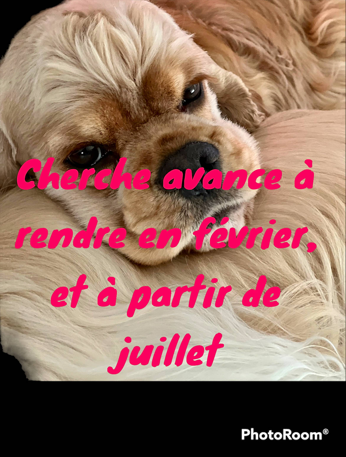Aslan participe au concours pour gagner de l'argent avec cette photo : advertising, canidae, carnivore, companion_dog, dog, dog_breed, dog_supply, fictional_character, font, fur, happy, liver, paw, photo_caption, publication, snout, sporting_group, toy_dog, whiskers, wrinkle