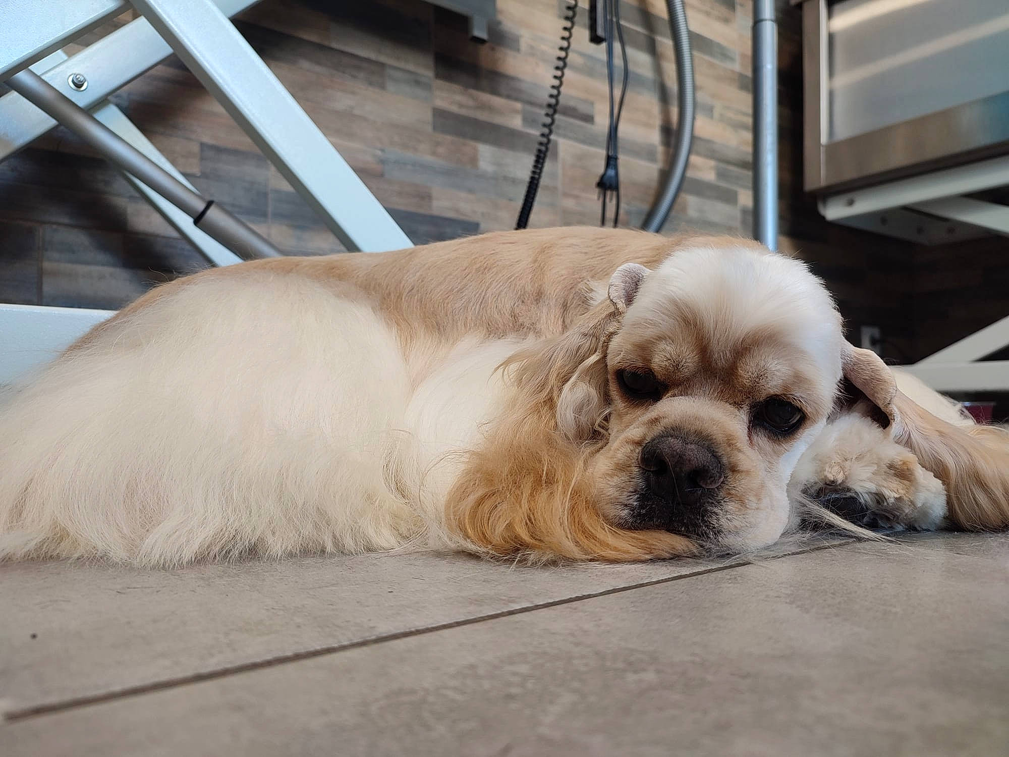 Rio participe au concours pour gagner de l'argent avec cette photo : canidae, carnivore, collar, comfort, companion_dog, computer_keyboard, dog, dog_breed, dog_supply, fawn, flooring, fur, liver, snout, sporting_group, television, terrestrial_animal, toy_dog, working_animal, wrinkle