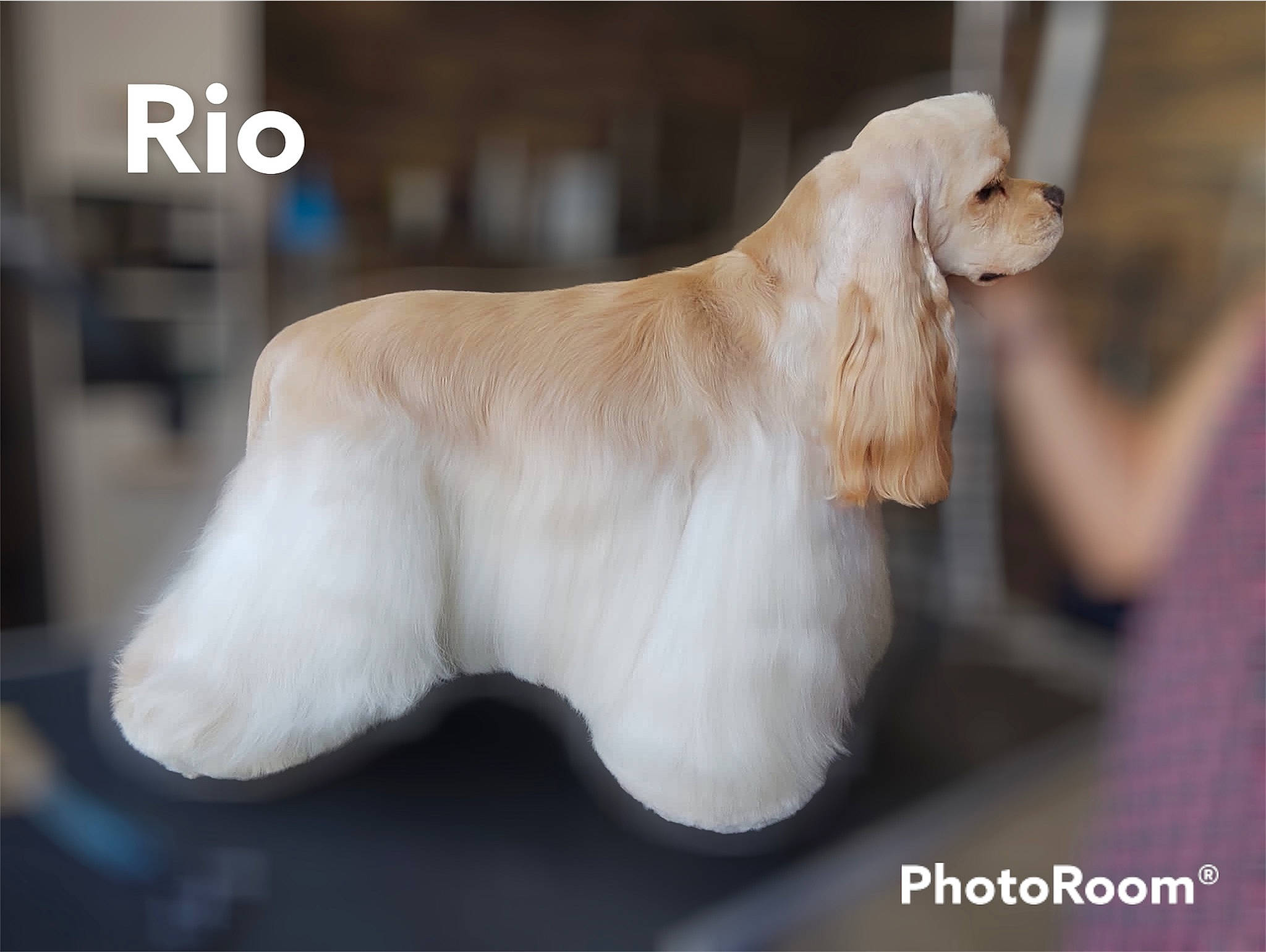Rio a rejoint le concours — aidez-le/la à gagner de superbes lots ! canidae, carnivore, companion_dog, dog, dog_breed, fawn, fur, gun_dog, livestock, non_sporting_group, paw, pet_supply, photo_caption, sporting_group, tail, terrestrial_animal, whiskers, wildlife, wood, working_animal