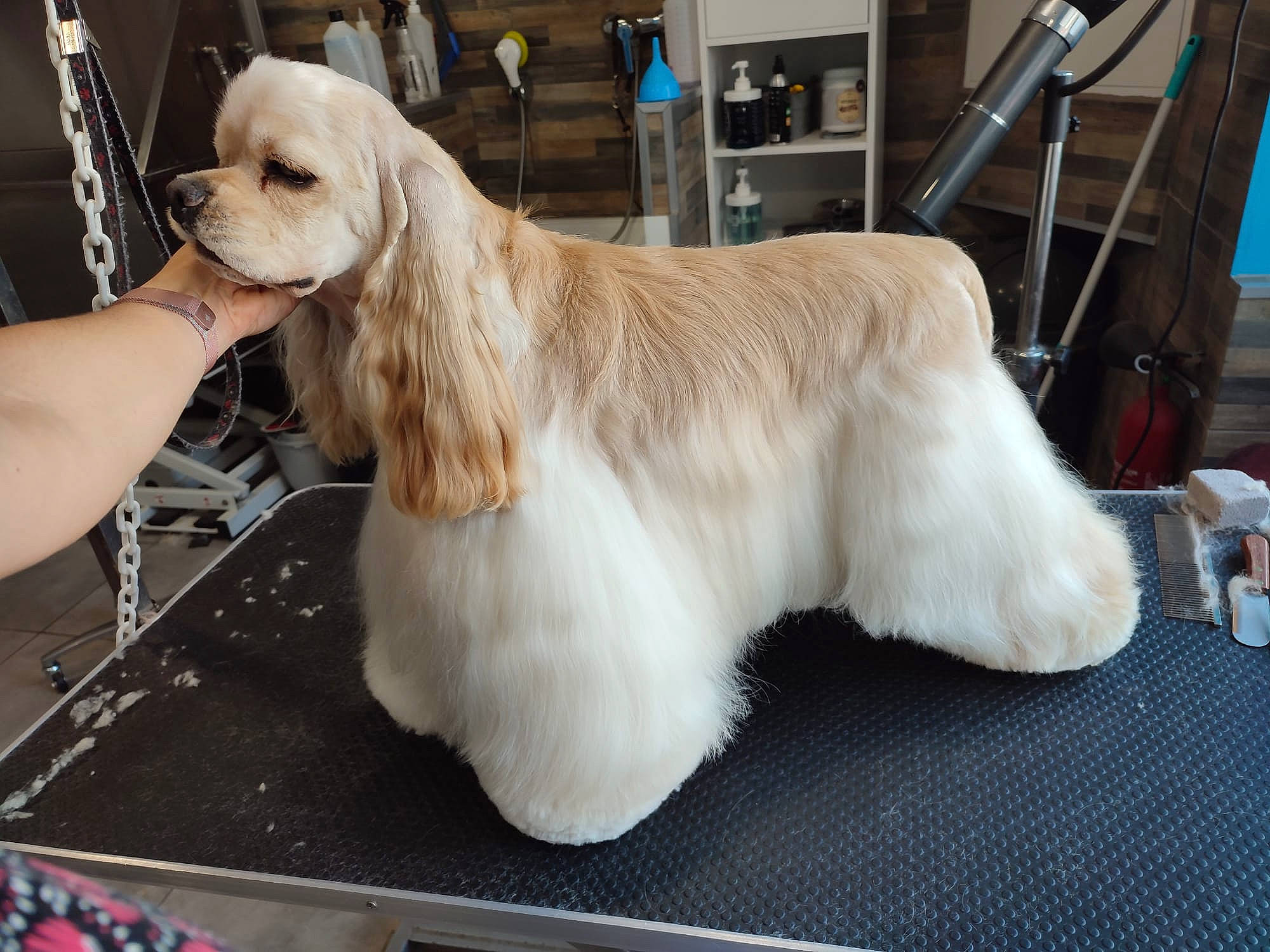 Rio a rejoint le concours — aidez-le/la à gagner de superbes lots ! canidae, carnivore, chair, cocker_spaniel, collar, companion_dog, dog, dog_breed, dog_collar, dog_supply, fawn, flooring, fur, gun_dog, liver, pet_supply, snout, spaniel, sporting_group, tail