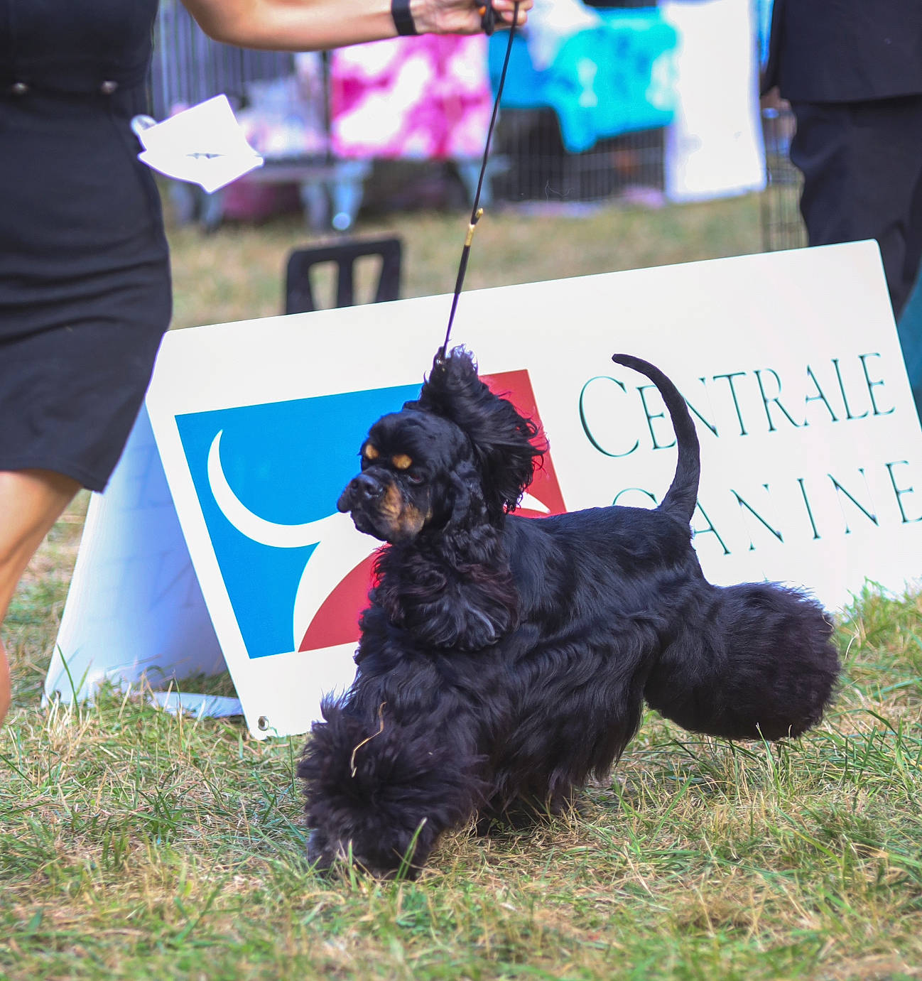 Parker participe au concours pour gagner de l'argent avec cette photo : animal_sports, canidae, carnivore, companion_dog, dog, dog_breed, dog_collar, dog_sports, event, fur, grass, handwriting, hat, leash, shorts, sporting_group, t_shirt, tail, terrier, working_dog