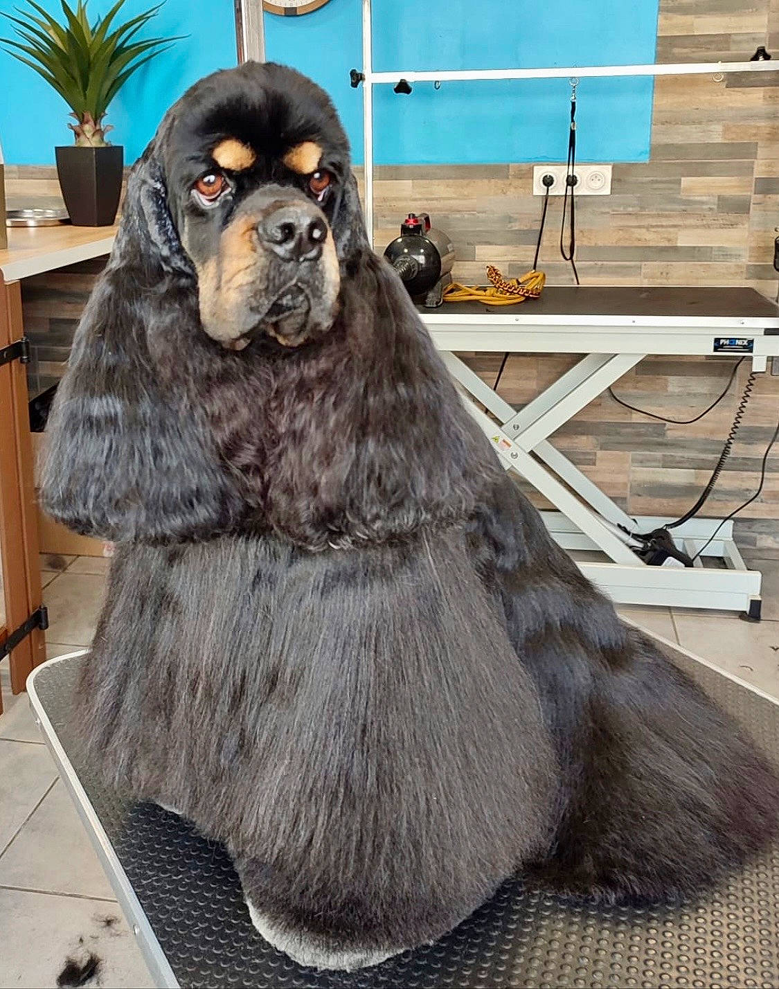 Parker a rejoint le concours — aidez-le/la à gagner de superbes lots ! bench, companion_dog, costume, costume_design, dog_breed, fictional_character, flowerpot, fur, hat, houseplant, metal, outdoor_furniture, plant, snout, sporting_group, table, wood