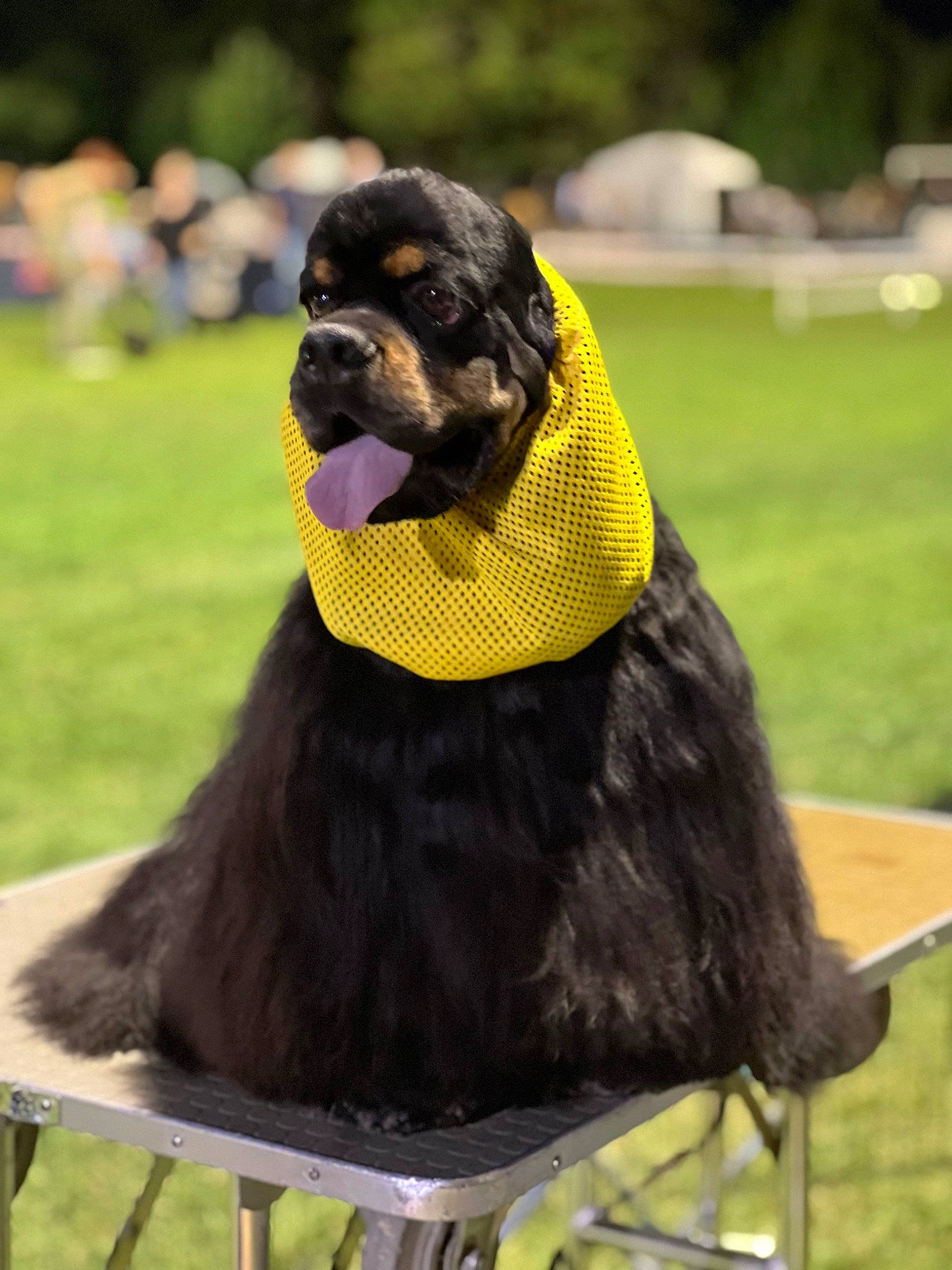 Parker a rejoint le concours — aidez-le/la à gagner de superbes lots ! canidae, carnivore, companion_dog, dog, dog_breed, fur, grass, hat, liver, mammal, pet_supply, plant, sitting, snout, sporting_group, terrestrial_animal, working_animal, working_dog