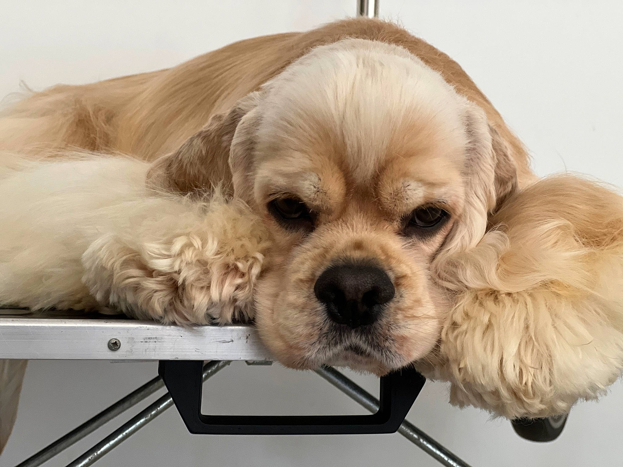 Ethan participe au concours pour gagner de l'argent avec cette photo : canidae, carnivore, collar, companion_dog, dog, dog_breed, dog_collar, dog_supply, fawn, font, fur, liver, metal, paw, pet_supply, puppy_love, snout, sporting_group, toy_dog, working_animal