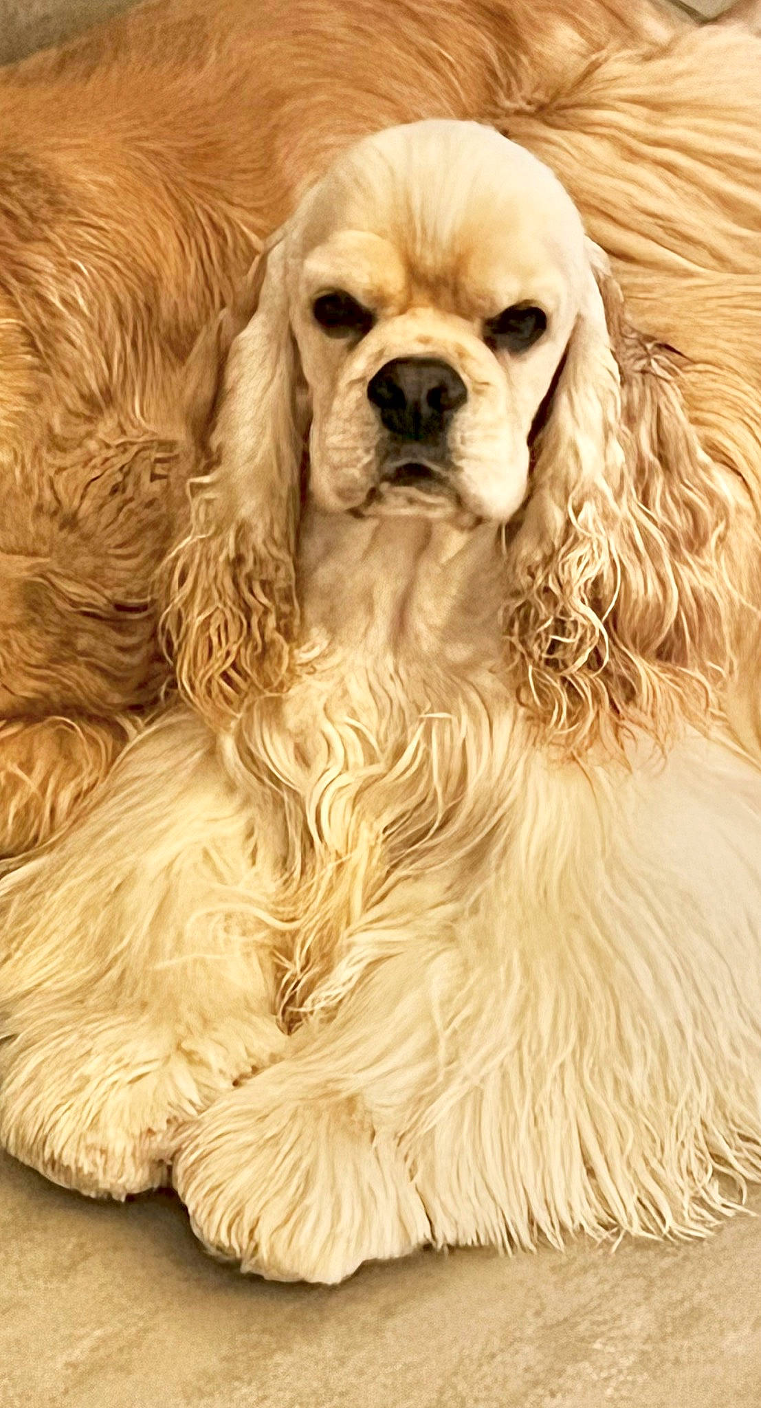 Ethan a rejoint le concours — aidez-le/la à gagner de superbes lots ! ancient_dog_breeds, canidae, carnivore, cocker_spaniel, companion_dog, dog, dog_breed, fawn, fur, giant_dog_breed, gun_dog, liver, paw, snout, sporting_group, terrestrial_animal, whiskers, wood, working_animal, wrinkle