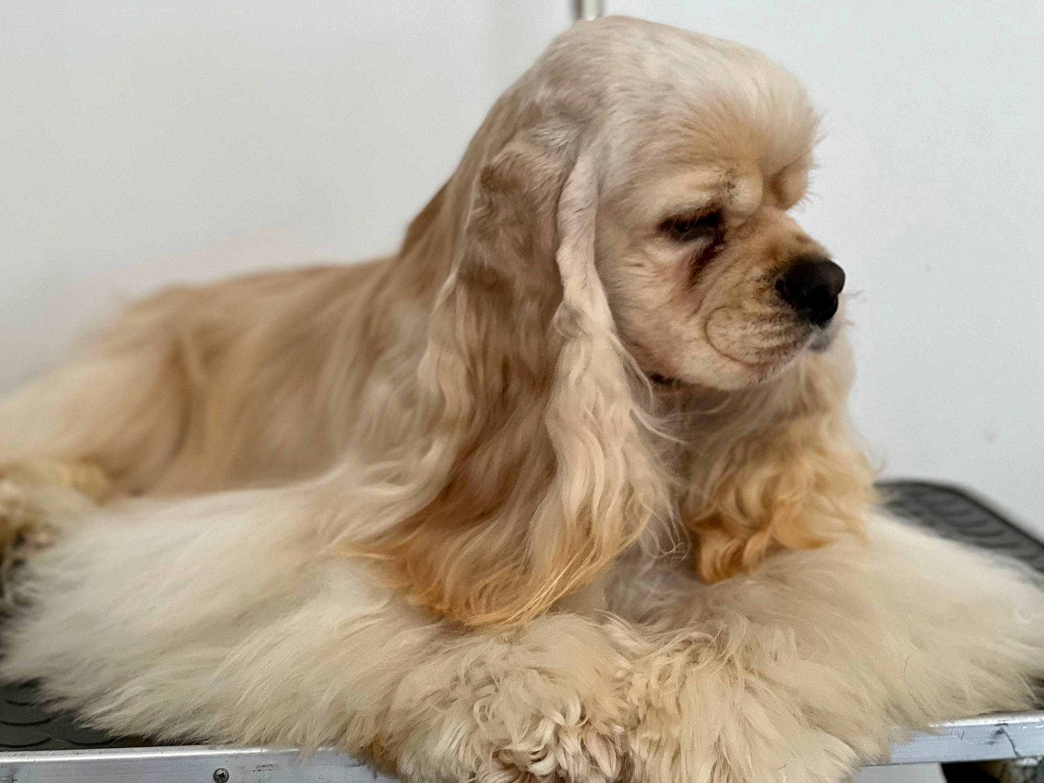 Ethan a rejoint le concours — aidez-le/la à gagner de superbes lots ! canidae, carnivore, companion_dog, dog, dog_breed, dog_supply, fur, liver, paw, puppy, snout, sporting_group, toy_dog, whiskers, working_animal