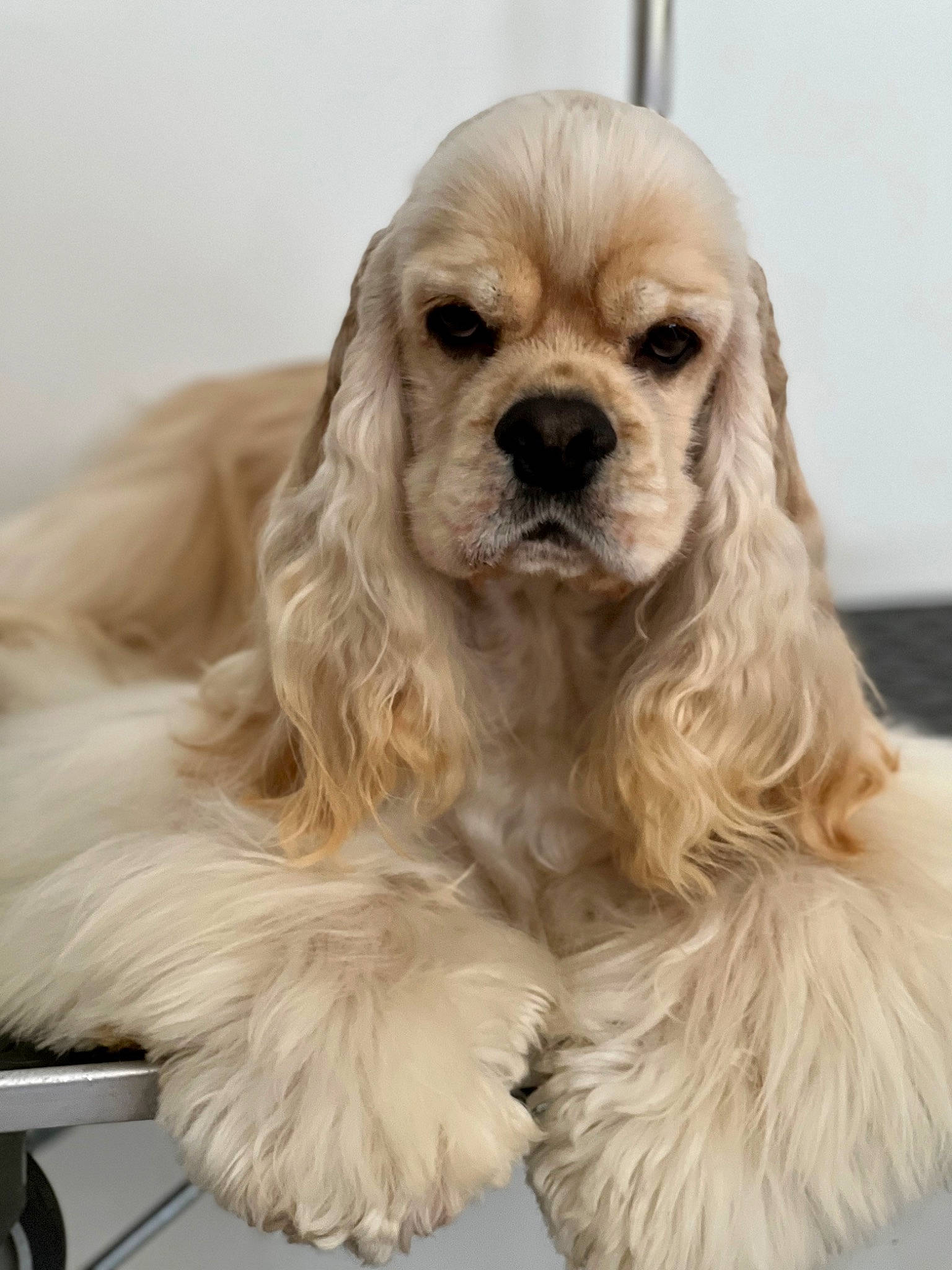 Ethan participe au concours pour gagner de l'argent avec cette photo : ancient_dog_breeds, canidae, carnivore, companion_dog, dog, dog_breed, dog_collar, dog_supply, fawn, fur, liver, non_sporting_group, puppy, snout, sporting_group, terrestrial_animal, toy_dog, whiskers, working_animal