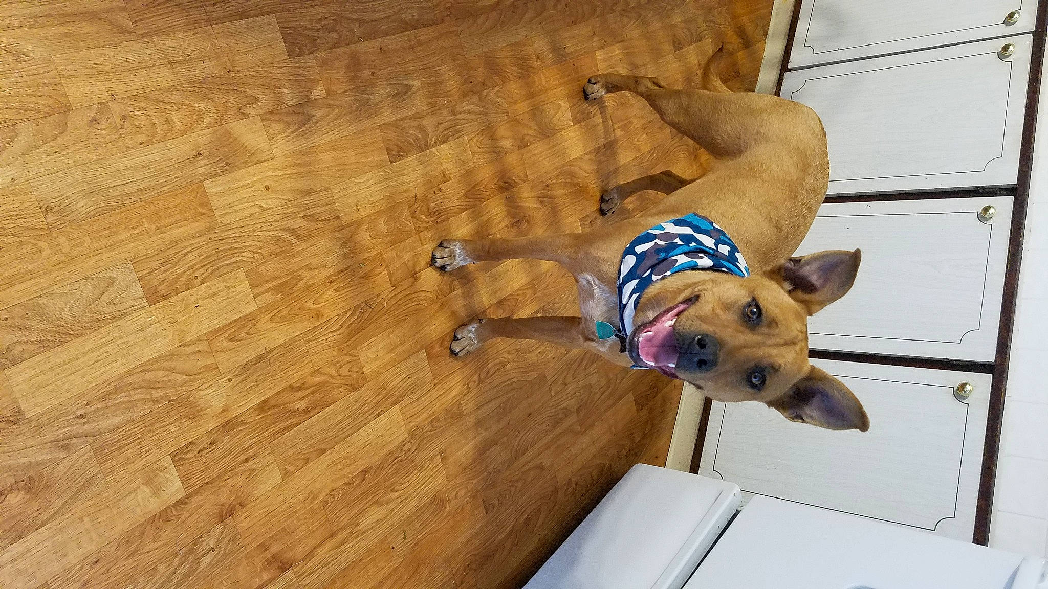 Canelo is registered to the contest to win money with this photo: canidae, carnivore, dog, dog_breed, fawn, floor, flooring, hardwood, non_sporting_group, sporting_group, wood, wood_flooring