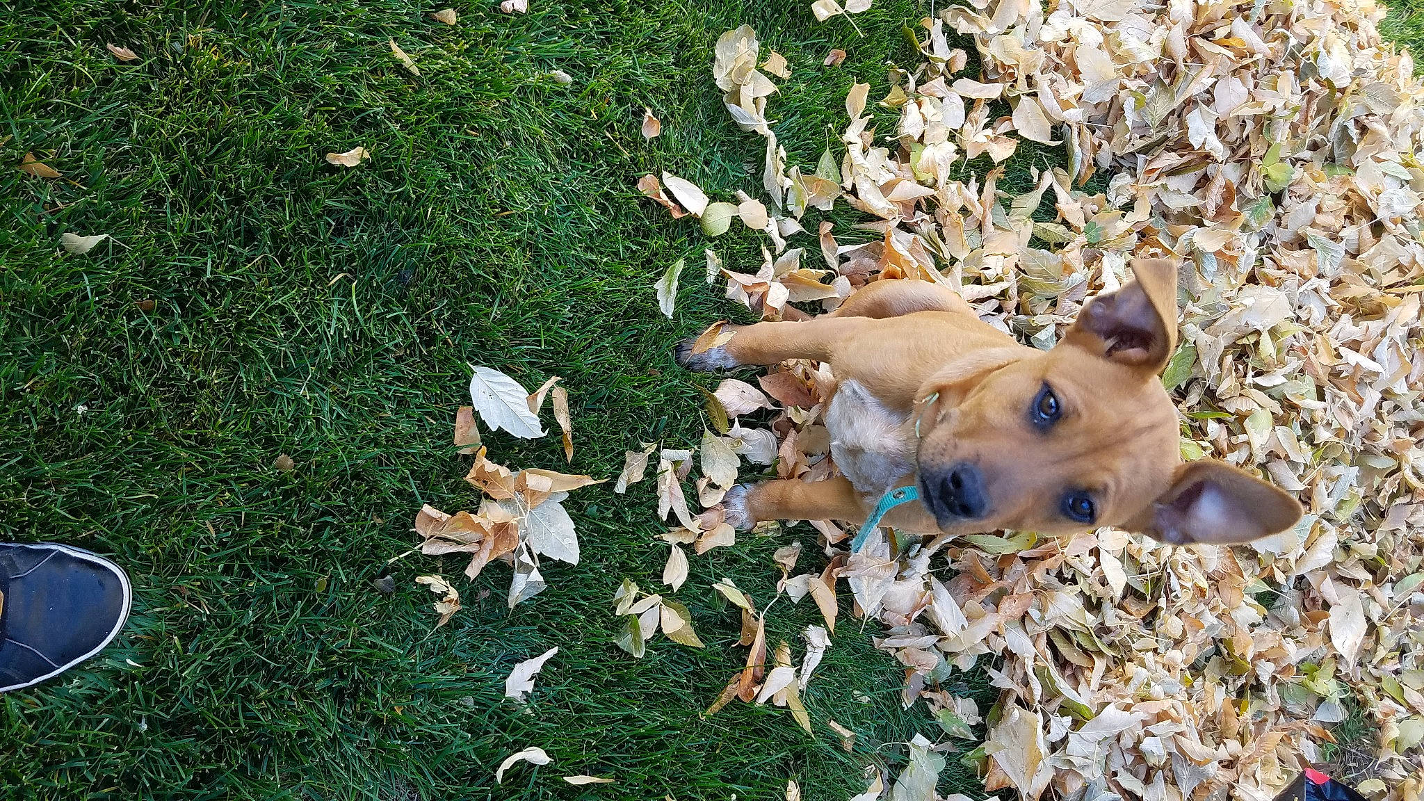 Canelo joined the competition — help win amazing prizes! canidae, carnivore, carolina_dog, dog, dog_breed, fawn, feist, grass, leaf, pariah_dog