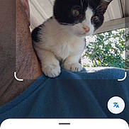 Ozzy is registered to the contest to win money with this photo: animal, black_and_white, blue_shirt, cat, ceiling, close_up, curious, domestic_cat, ears, face, feline, fur, greenery, kitten, outdoor, person, pet, shoulder, whiskers, young_cat