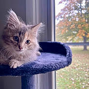 Hermione joined the competition — help win amazing prizes! animal, autumn, blurred_background, cat, cat_tree, cozy, curious, cute, fall, feline, indoor, kitten, pet, portrait, resting, soft_fur, tree, whiskers, window, young