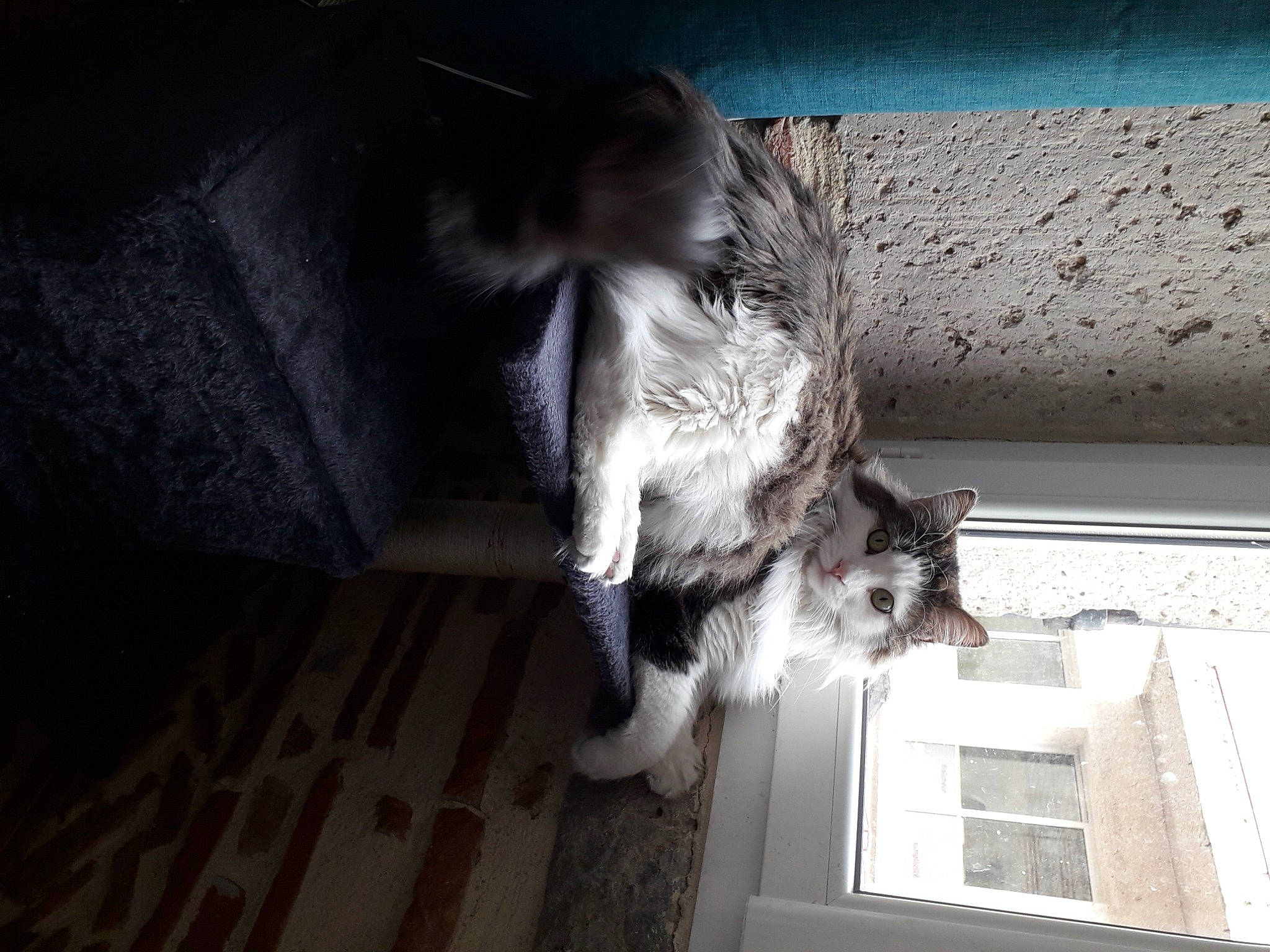 Réglisse a rejoint le concours — aidez-le/la à gagner de superbes lots ! carnivore, cat, darkness, domestic_short_haired_cat, felidae, flooring, fur, grey, hardwood, human_leg, monochrome_photography, paw, plant, small_to_medium_sized_cats, snout, tail, tree, whiskers, window, wood