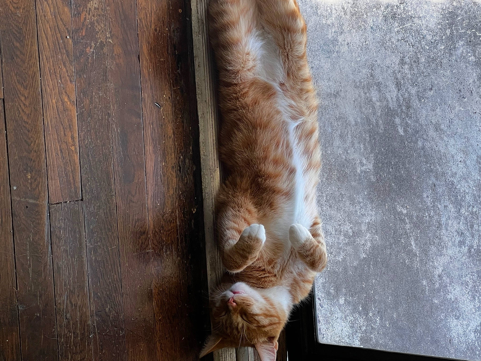 Boots joined the competition — help win amazing prizes! big_cats, canidae, carnivore, cat, claw, domestic_short_haired_cat, fawn, felidae, fur, human_leg, lion, small_to_medium_sized_cats, sporting_group, tail, terrestrial_animal, trunk, whiskers, window, wood, wrinkle