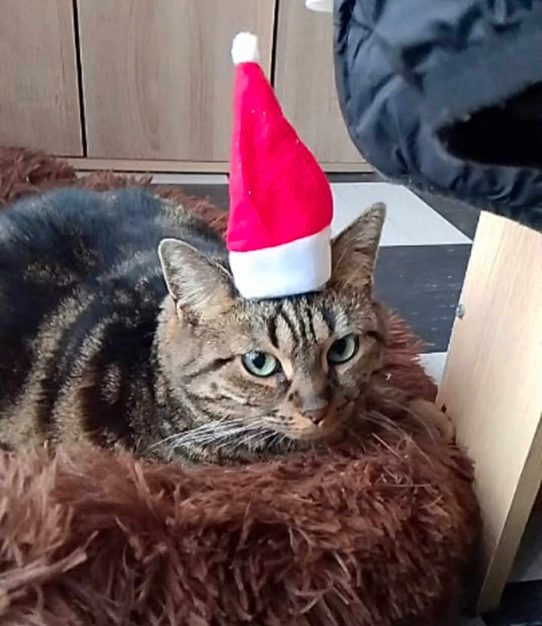 Mimine participe au concours pour gagner de l'argent avec cette photo : cat, tabby_cat, santa_hat, brown_cushion, indoor, furniture, wooden_cabinet, floor_tiles, pet, animal, feline, resting, fluffy, holiday, christmas, hat, closeup, cute, fur, ears