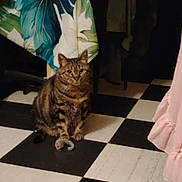 Mimine a rejoint le concours — aidez-le/la à gagner de superbes lots ! cat, tabby_cat, toy_mouse, checkered_floor, chair, fabric, tropical_pattern, indoor, floor, pet, animal, curtain, pink_curtain, ruffles, sitting, paw, looking, domestic_cat, feline, home