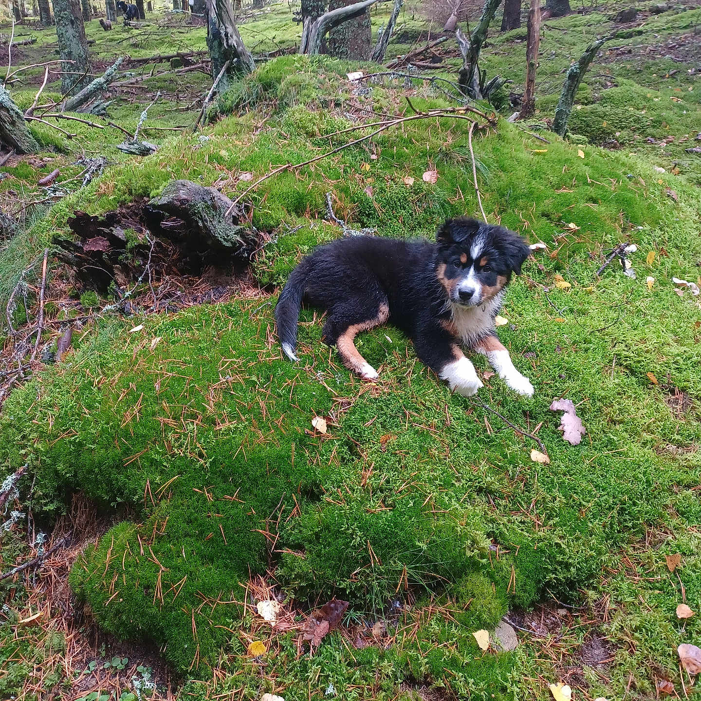 Leia a rejoint le concours — aidez-le/la à gagner de superbes lots ! animal, canine, dog, grass, green, grove, land, moss, nature, outdoors, pet, plant, puppy, rainforest, rock, soil, tree, vegetation, wilderness, woodland