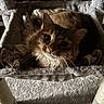 Sokah participe au concours pour gagner de l'argent avec cette photo : cat, tabby_cat, fluffy, furry, pet, animal, portrait, close_up, whiskers, ears, eyes, nose, relaxed, lounging, cozy, cat_tower, plush, indoor, brown, gray