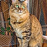 Sokah participe au concours pour gagner de l'argent avec cette photo : cat, tabby, fluffy, long_hair, green_eyes, sitting, portrait, animal, pet, whiskers, ears, fur, striped, brown, golden, outdoor, wire_mesh, wooden_background, rustic, closeup