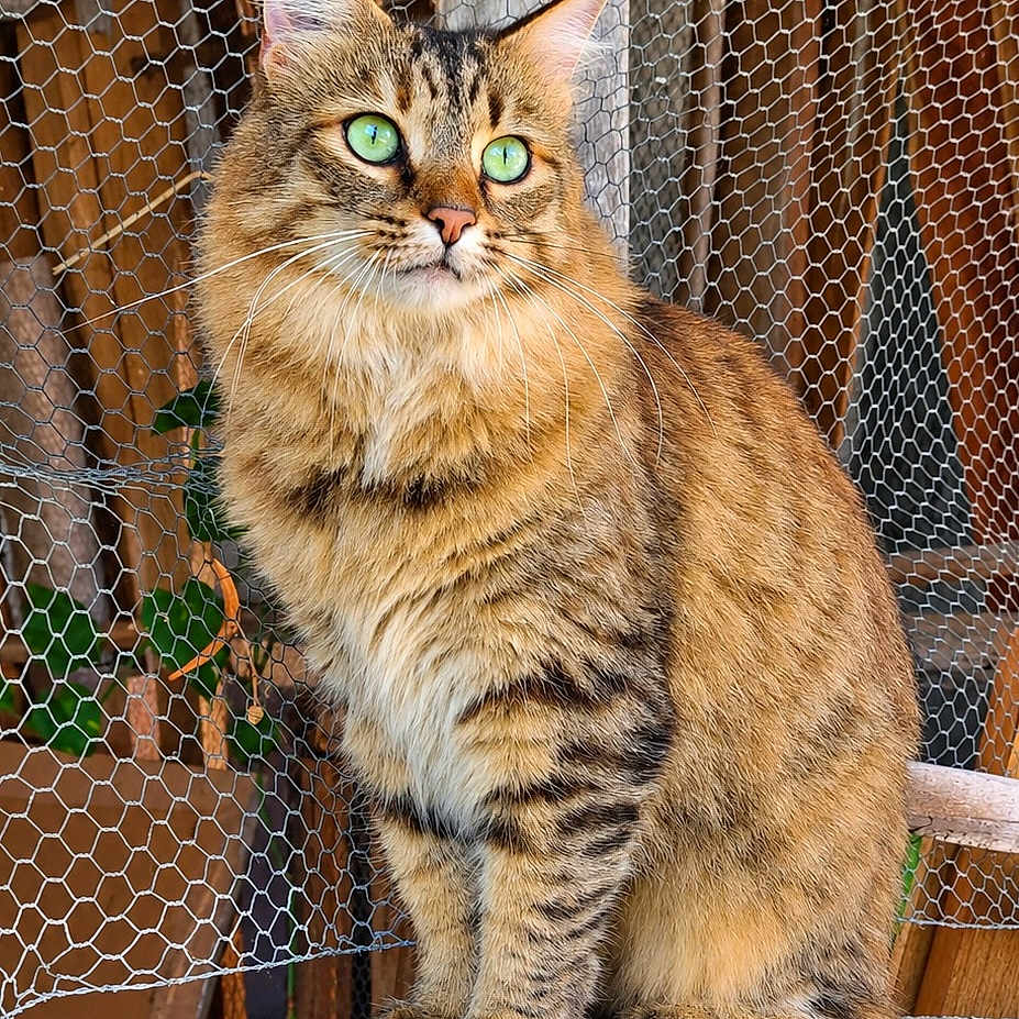 Sokah