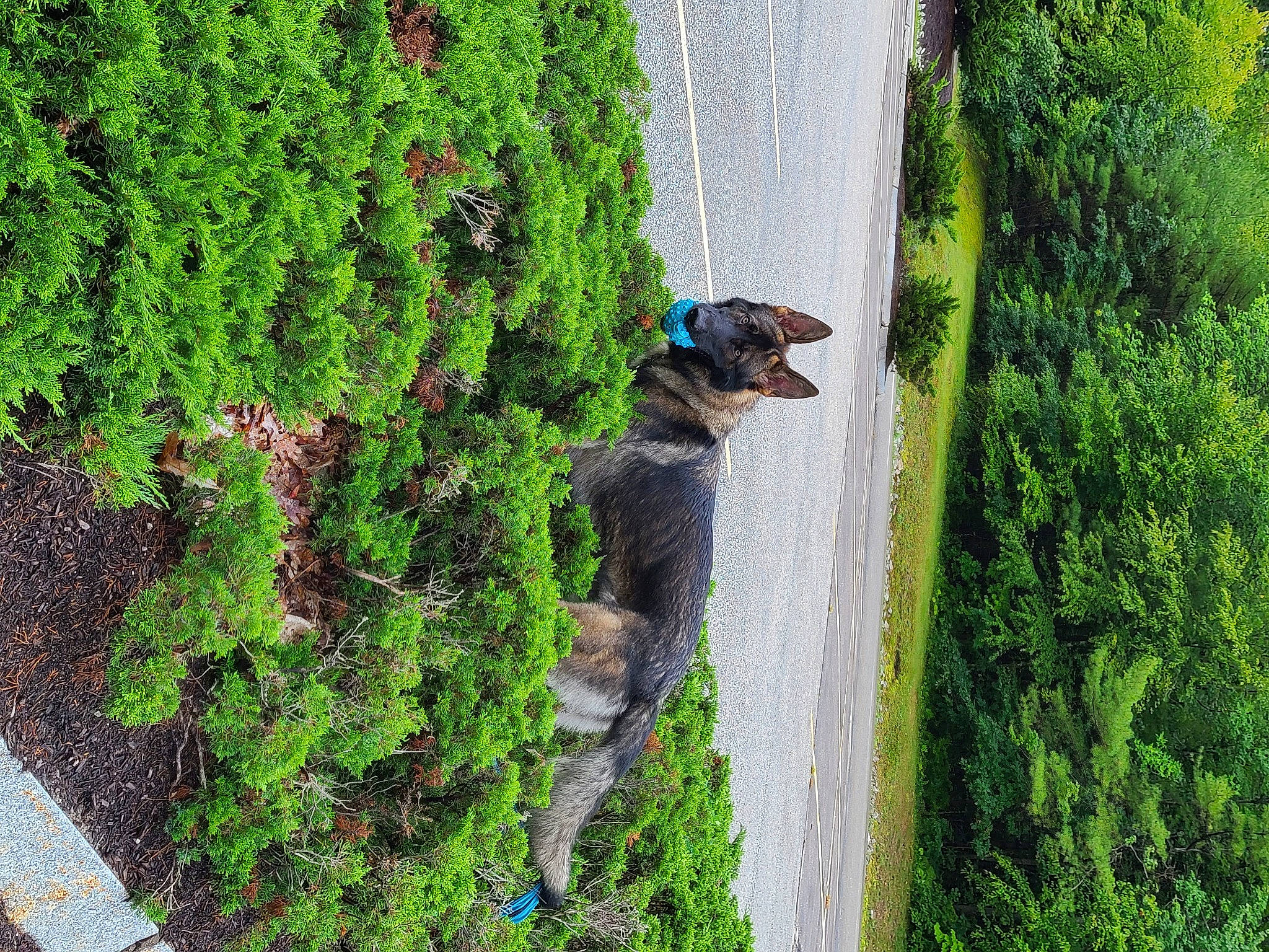 Dresden is registered to the contest to win money with this photo: carnivore, companion_dog, dog, dog_breed, evergreen, fawn, forest, grass, grass_family, groundcover, landscape, leaf, plant, shrub, sporting_group, tail, terrestrial_plant, tree, trunk, working_animal