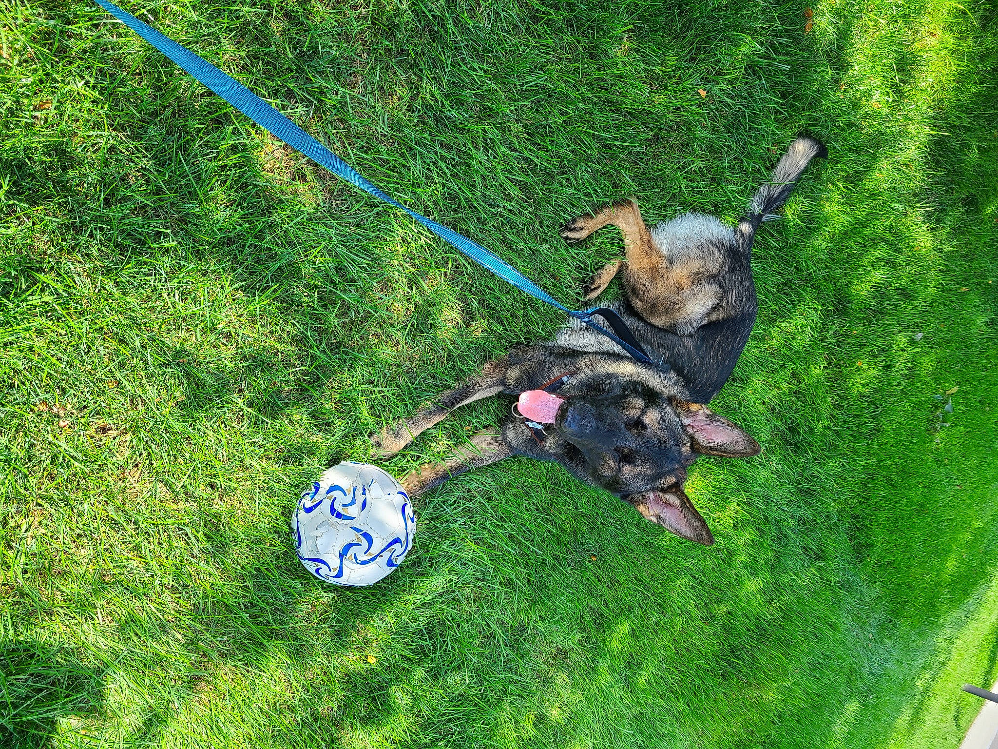 Dresden joined the competition — help win amazing prizes! ball, carnivore, collar, companion_dog, dog, dog_breed, dog_collar, dog_sports, dog_supply, electric_blue, fashion_accessory, grass, lawn, leash, leisure, mammal, pet_supply, recreation, sporting_group, sports_equipment