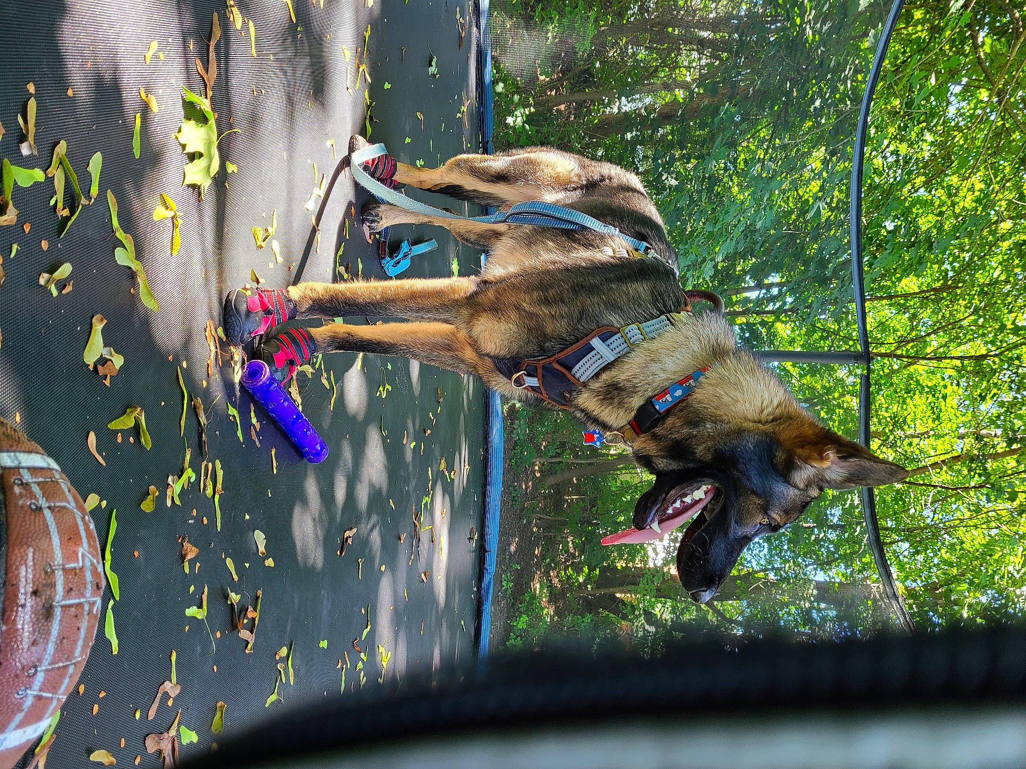 Dresden joined the competition — help win amazing prizes! art, beak, carnivore, companion_dog, dog, dog_breed, fawn, fun, grass, guard_dog, leash, leisure, mammal, organism, plant, tail, terrestrial_animal, tree, water, working_animal