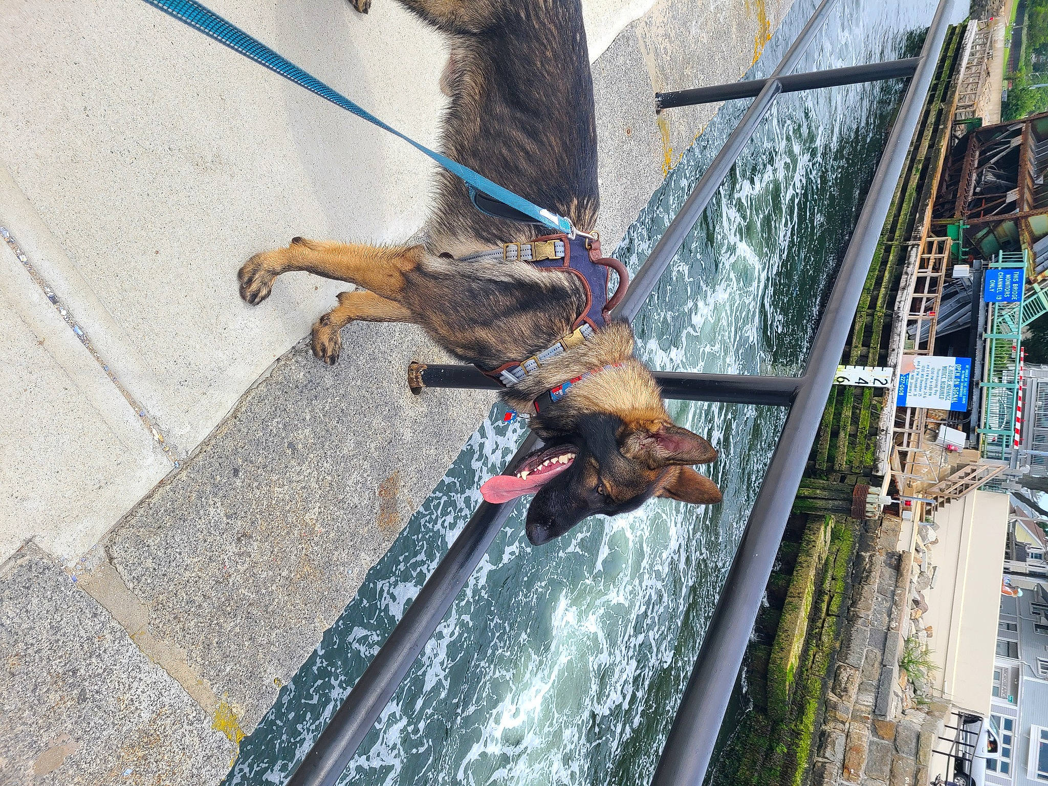 Dresden is registered to the contest to win money with this photo: building, canidae, carnivore, collar, dog, dog_breed, fun, leash, pet_supply, road_surface, sidewalk, sporting_group, tail, water, window, working_animal, working_dog