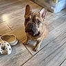 Benji is registered to the contest to win money with this photo: crocs, cute, dog, ears, expression, floor, foot, footwear, french_bulldog, home, indoor, light, looking_up, pet, plastic_bin, puppy, shadow, tile, wood_floor, wrinkles