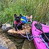 adventure, animal, colorful, dog, french_bulldog, grass, kayak, leash, life_jacket, nature, outdoor, paddle, pet, reeds, river, rock, stream, summer, water, water_sport