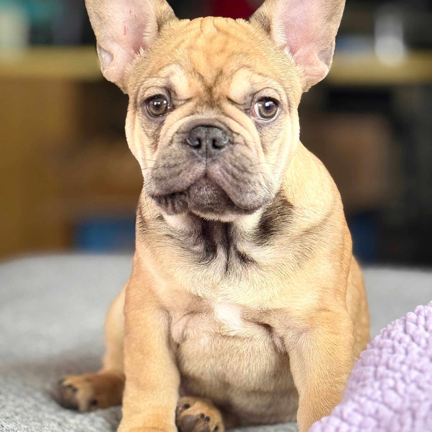 Benji