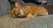 Benji is registered to the contest to win money with this photo: animal, blanket, brown_fur, companion, couch, cozy, cute, dog, ears, french_bulldog, fur, home, indoor, pet, pillow, quiet, relaxed, resting, sleeping, snout