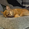 animal, blanket, brown_fur, companion, couch, cozy, cute, dog, ears, french_bulldog, fur, home, indoor, pet, pillow, quiet, relaxed, resting, sleeping, snout