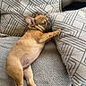 Benji joined the competition — help win amazing prizes! animal, comfort, couch, cozy, cute, dog, domestic_animal, french_bulldog, fur, home, indoor, patterned_pillow, pet, pillow, puppy, relaxed, resting, sleeping, snuggling, sofa