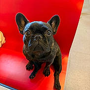 Benji And Spushie is registered to the contest to win money with this photo: animal, black_dog, bright_color, companion, cute, dog, domestic_animal, ears_up, floor, french_bulldog, heater, indoor, looking_up, person_leg, pet, puppy, red_chair, short_hair, sitting, small_dog