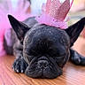 dog, french_bulldog, sleeping, black_dog, crown, pink_crown, tutu, pink_tutu, pet, close_up, wooden_surface, animal, cute, adorable, resting, indoor, soft_background, costume, nap, portrait